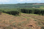 Tilhill Forestry integrates into BSW Group