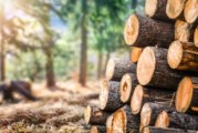 Market Monitor: Global timber supply