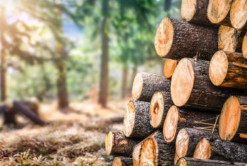 Market Monitor: Global timber supply