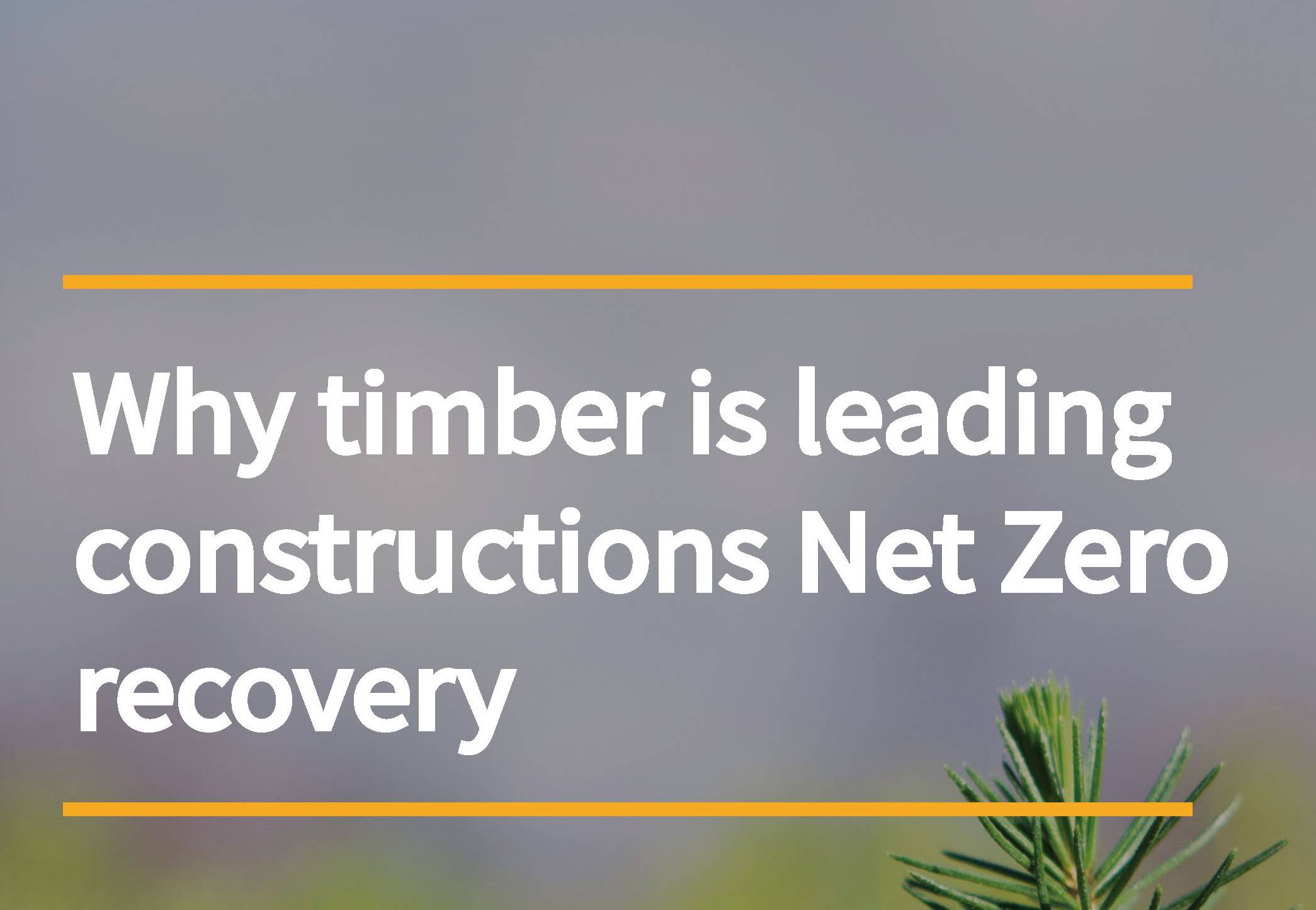 New report from CTI talks timber and the Roadmap to Recovery