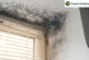 Travis Perkins warns social landlords “to be proactive with mould complaints”